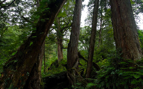 棲蘭神木園區內共有51顆被標明圍上柵欄的單顆神木，唯31號司馬光神木附近，步道上較多年齡較小的神木群，還維持著稍微原始的林相，未被完全破壞。