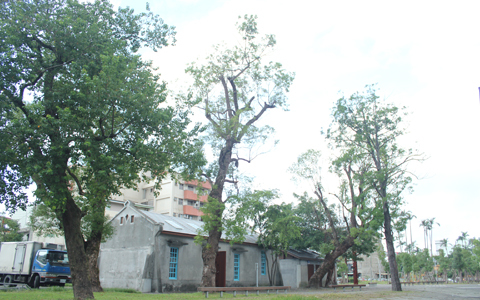 重新修整的倉庫與樟樹，座落在密密麻麻的羅東鎮市區當中。
